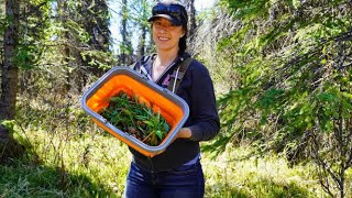 Foraging Fiddleheads and Wild Plants | From the Forest to Our Kitchen