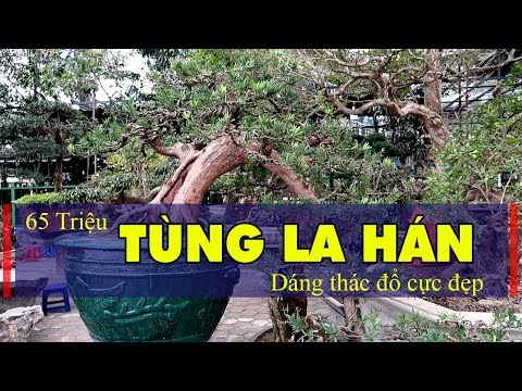 Video Kết cây Tùng La Hán Dáng Thác Đổ Mà Không Mang Đủ Tiền - youtube
