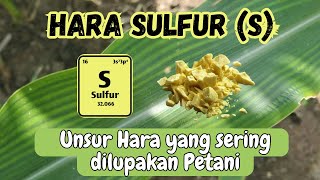 Mengenal Sulfur s Unsur Hara Penting Kedua Yang Sering Dilupakan Petani