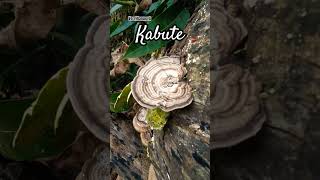 Mushroom Kabute shorts youtubeshorts ytshorts shortsfeed shorts mushroomrecipe kabute