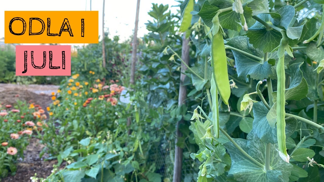 Odla i JULI - Nu växer det och blommar överallt!