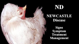 Newcastle Disease In Poultry Nd Sign And Symptom Griffin Poultry