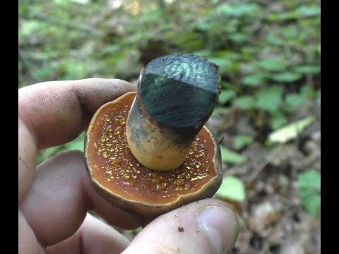 Video: Dubovik speckled mushroom: larawan, paglalarawan. Dubovik speckled nakakain o hindi?