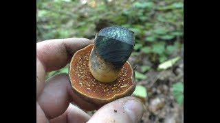 видео: ДУБОВИКИ Волна ПЛОДОНОШЕНИЯ Хороший УРОЖАЙ Сезон 2019. картинка: ДУБОВИКИ Волна ПЛОДОНОШЕНИЯ Хороший УРОЖАЙ Сезон 2019.