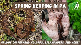 Spring Herping in Pennsylvania | Colorful Salamanders, Grumpy Copperhead, and More