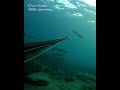 By a Whisker #fishing #pescasub #spearfishing #fish #pesca #sub #viral #shorts #ocean #catchingfish