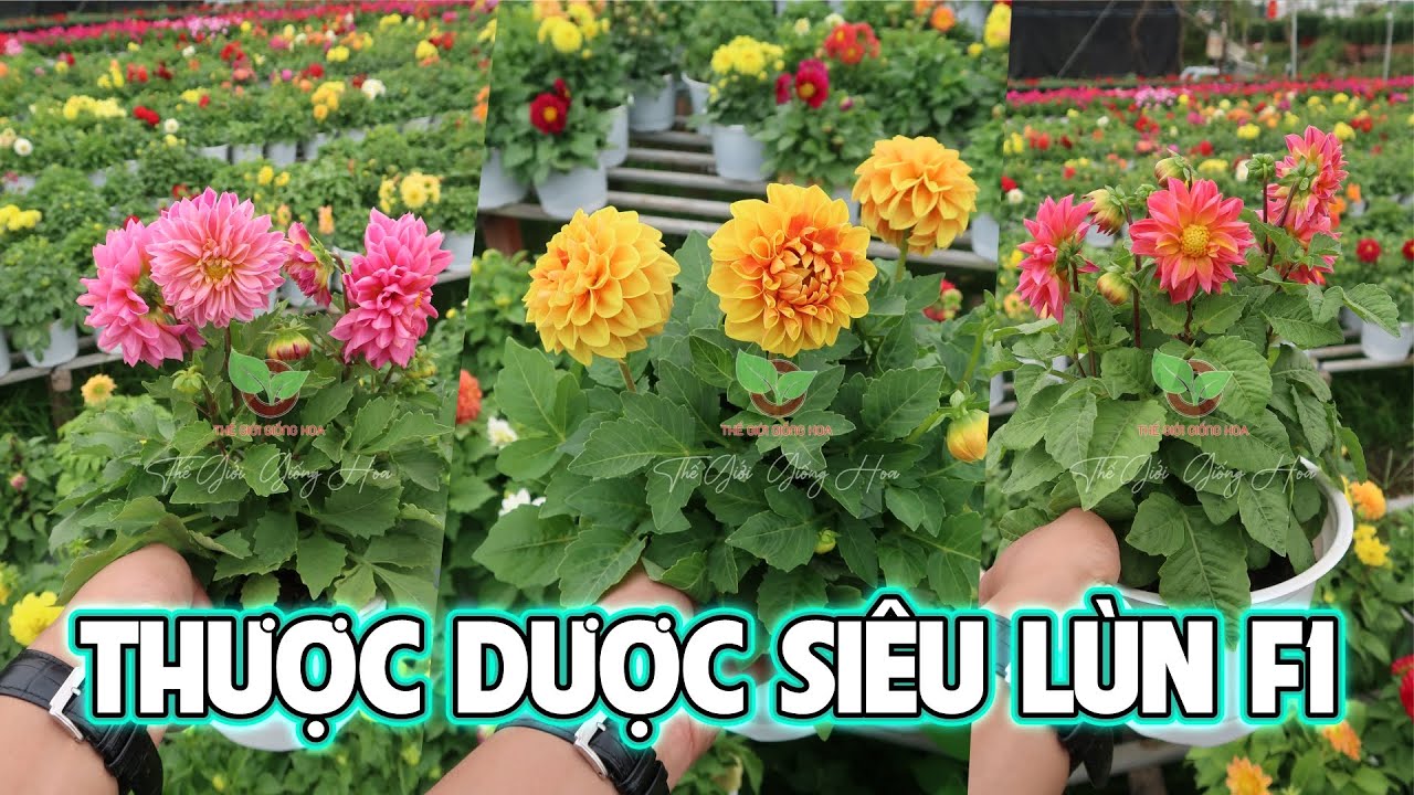 THƯỢC DƯỢC SIÊU LÙN TRỒNG CHẬU - HẠT GIỐNG THƯỢC DƯỢC