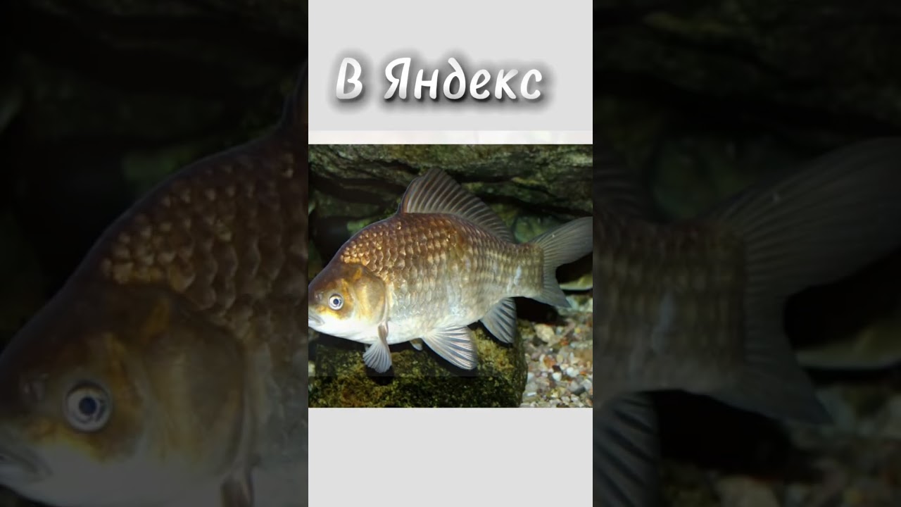 Выбирала рандом темы