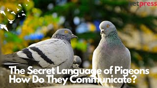 The Secret Language of Pigeons How They Communicate ?