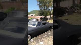 Cuando Te Sacan A Retozar