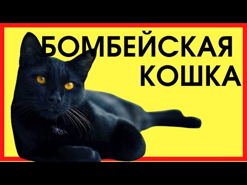 БОМБЕЙСКАЯ КОШКА