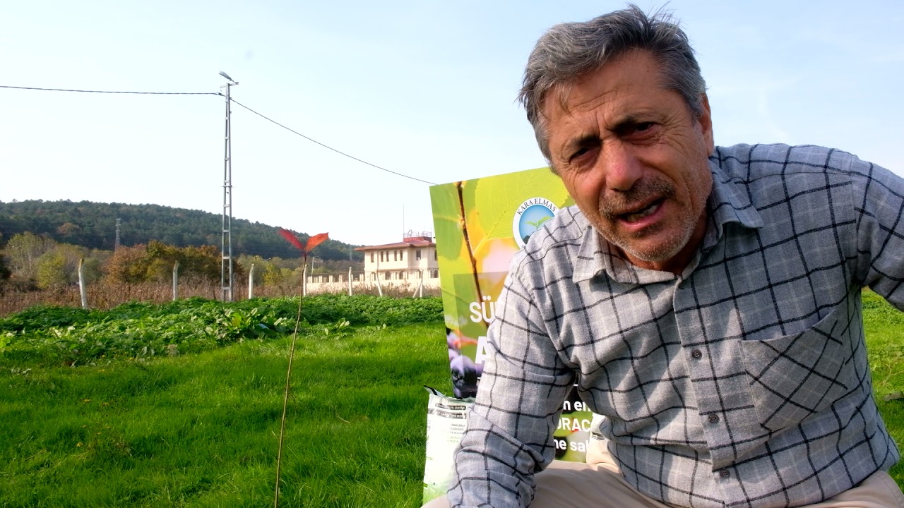 ARONYA FİDAN DİKİMİ NASIL YAPILMALI?