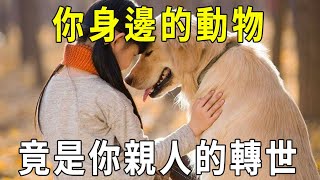 輪回不可思議你身邊的動物其實是你親人的轉世看完大吃一驚【曉書說】