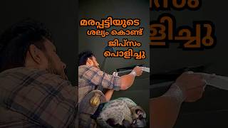 മേരു[മരപ്പട്ടി]യുടെ ശല്യം കൊണ്ട് ജിപ്സം പൊളിക്കേണ്ടി വന്നു,,,,#shihabchelari #civet #civetcatrescue