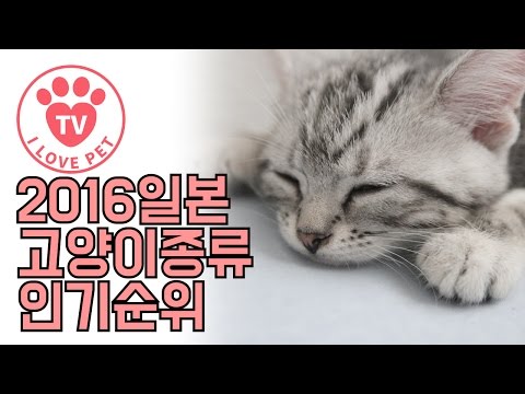[반려동물정보통#5]2016 일본 고양이종류 인기순위 - 귀요미들♡