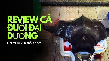 P 12: review cá đuối. Ai từng ăn con hắc cấy chưa ạ ?