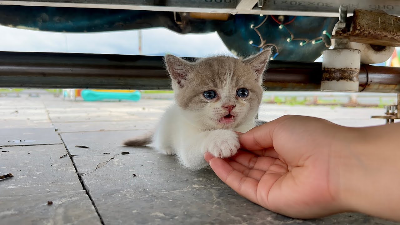 A kitten has lost its mother and is sitting there crying 😿 Waiting For ...