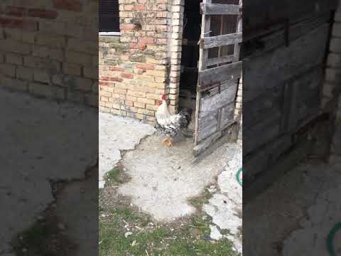 Петух защищает курицу😄