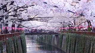 Tokyos Best Cherry Blossom Spot: Meguro River 初めての目黒川花見