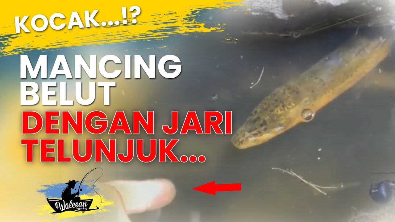 KOCAK...!! MANCING BELUT DENGAN JARI TELUNJUK...!? | Walesan Belut