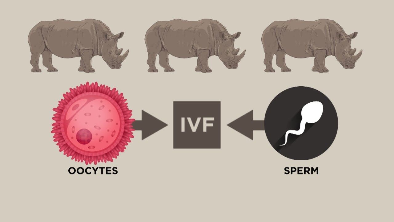 clips for crocs IVF Success in the Animal Kingdom