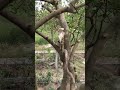 많은 종류의 뱀이 나무에서 산다.