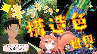 【 構造色 】 美しい写真を見ながら構造色の話をしたい！！！！！！！ 【 #個人Vtuber #構造色  #写真     】のサムネイル