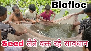 Biofloc fish seed || biofloc seed stocking process, information || machli ka bacha kaha se kharide