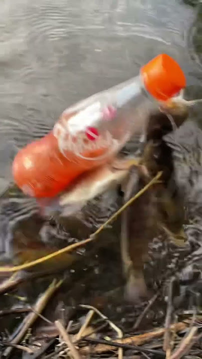 Setelek nila kita gang