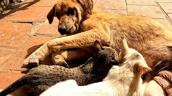 Cute Kittens' Mom Is A Dog ?! Cute puppies and kittens