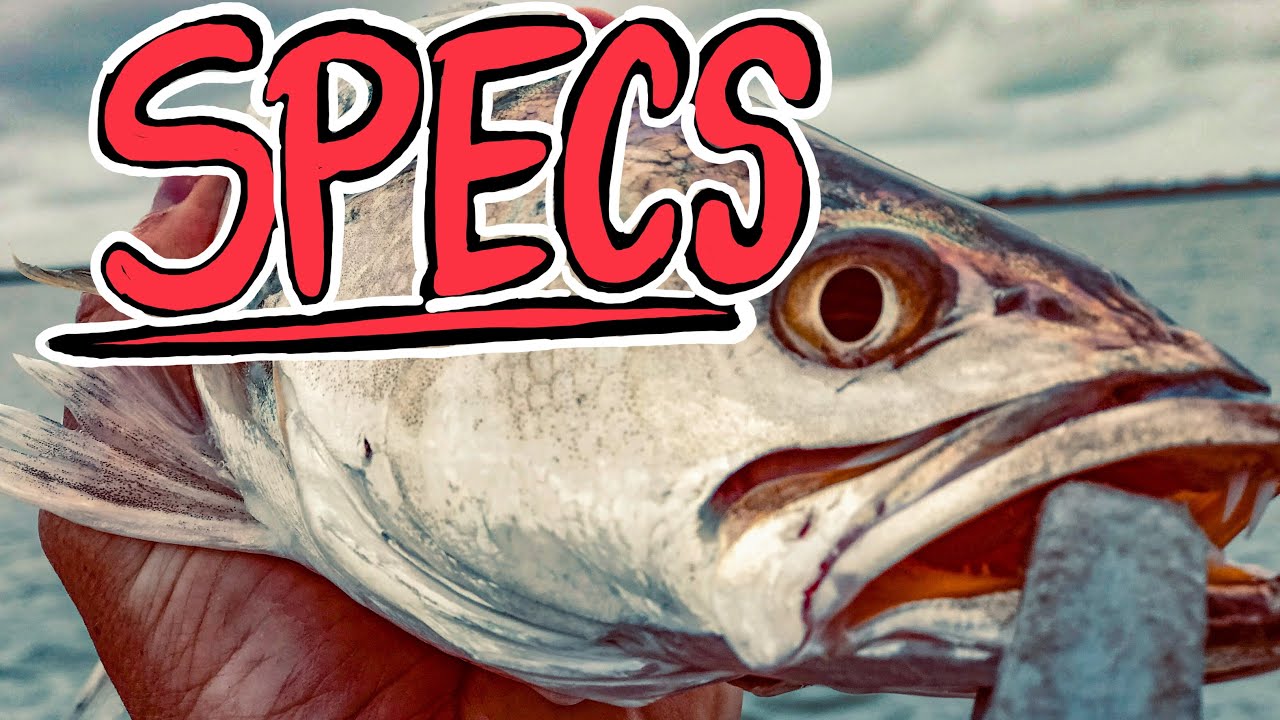 Season 1 Episode 10 - HOW TO CATCH SPECKLED TROUT using Artificial Bait