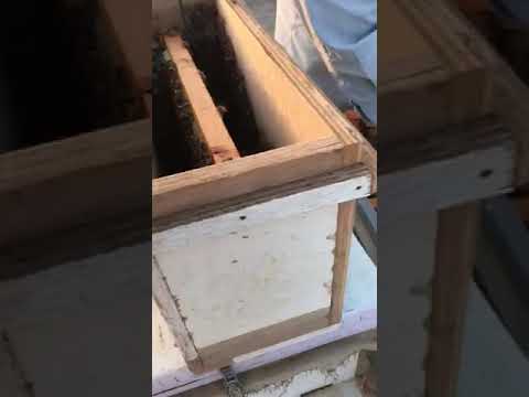 نويات تلقيح ملكات النحل وانواعها واهميتها