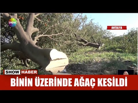 Binin üzerinde ağaç kesildi