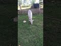 minha vaca