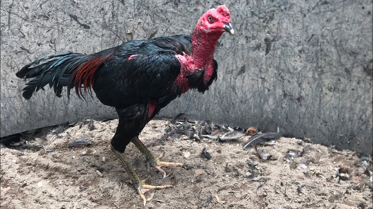 Cách Bóng Nhìn Bộ Gà Tơ Chuẩn Xác 99% | Người Mới Chơi Gà Phải Biết