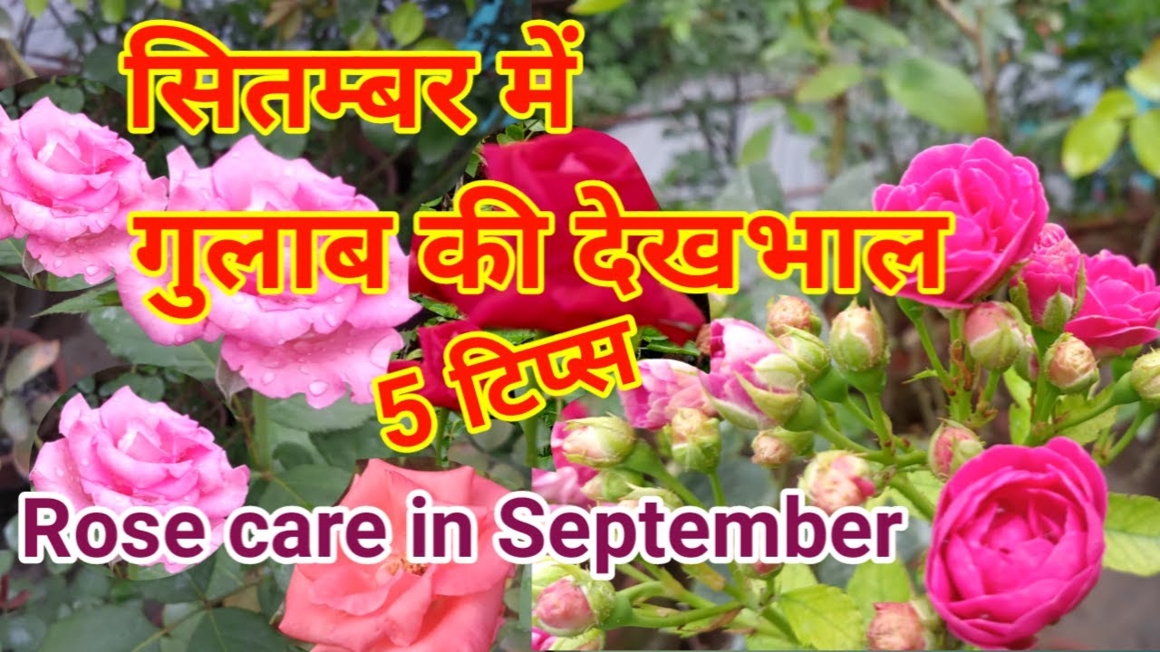 Rose plant care in September | Rose fertilizers in September - YouTube
