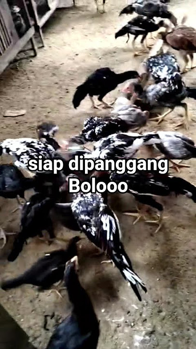 ternak ayam kampung// ayam bangkok