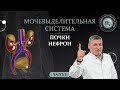 Мочевыделительная система. Почки. Нефрон. Часть 1. Urinary system. Part 1