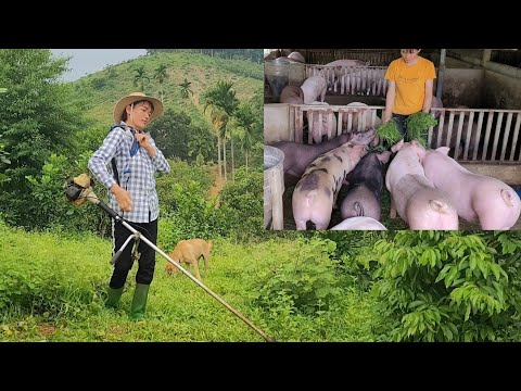 Video: Uzgoj vijetnamskih prasadi: karakteristike njege, uzgoja, savjeti