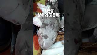 대천항에서 상어가 고등어와 만났다! 정말 놀라운 순간!