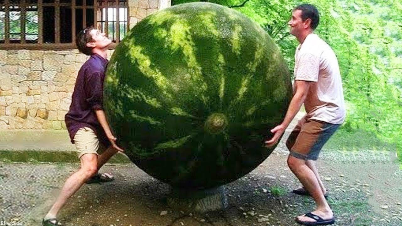 biggest-fruits-vegetables-in-the-world-youtube