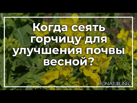 Когда сеять горчицу для улучшения почвы весной? | toNature.Info
