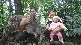 Skills in hunting wild boars with bare hands, bringing them back to raise on the farm, farm life