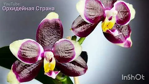 Орхидеи, фаленопсисы со всего мира. Обзор цветения за три года. Самые лучшие, красивые и ароматные