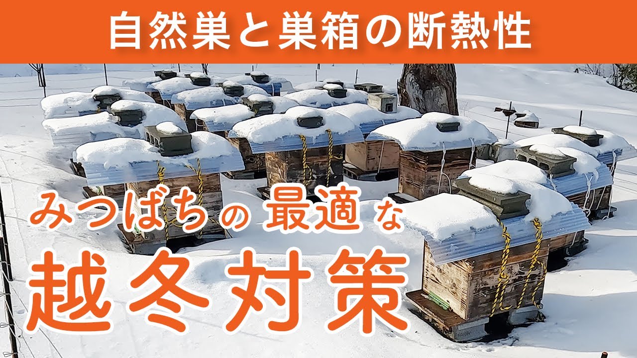 ミツバチの越冬対策【最終決定版】自然巣の秘密と断熱性 養蜂／岩手県／東北