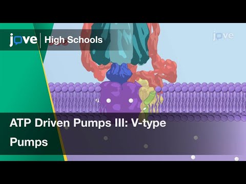 ATP Driven Pumps III: V-type Pumps | Cell Bio | Video Textbooks - Preview