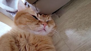 VLOG 본가가 너무 좋은 고양이 🐈ㅣ집사 첫 외박 반응ㅣ목욕하고 대성통곡하는 고양이 일상 브이로그 ❤