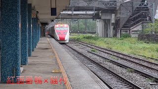 〈番鴨×貓村〉2021.10.24 406次 TEMU2000普悠瑪 往台東 猴硐 通過