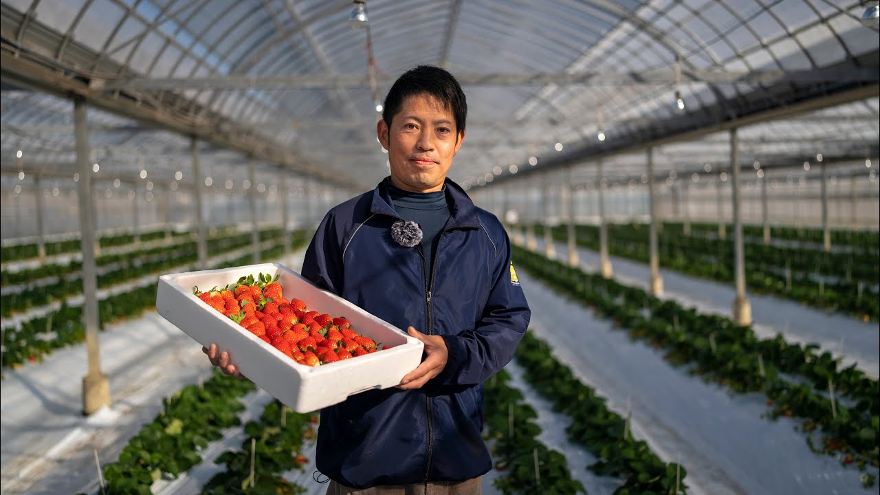 いちご - 【公式】JA高知県 ｜県産品の通販も