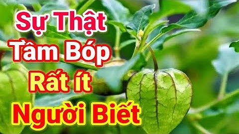 Cây Tầm bóp chữa bệnh gì - Công dụng và cách dùng cây Tầm bóp - Những ai cần kiêng kỵ cây Tầm bóp.